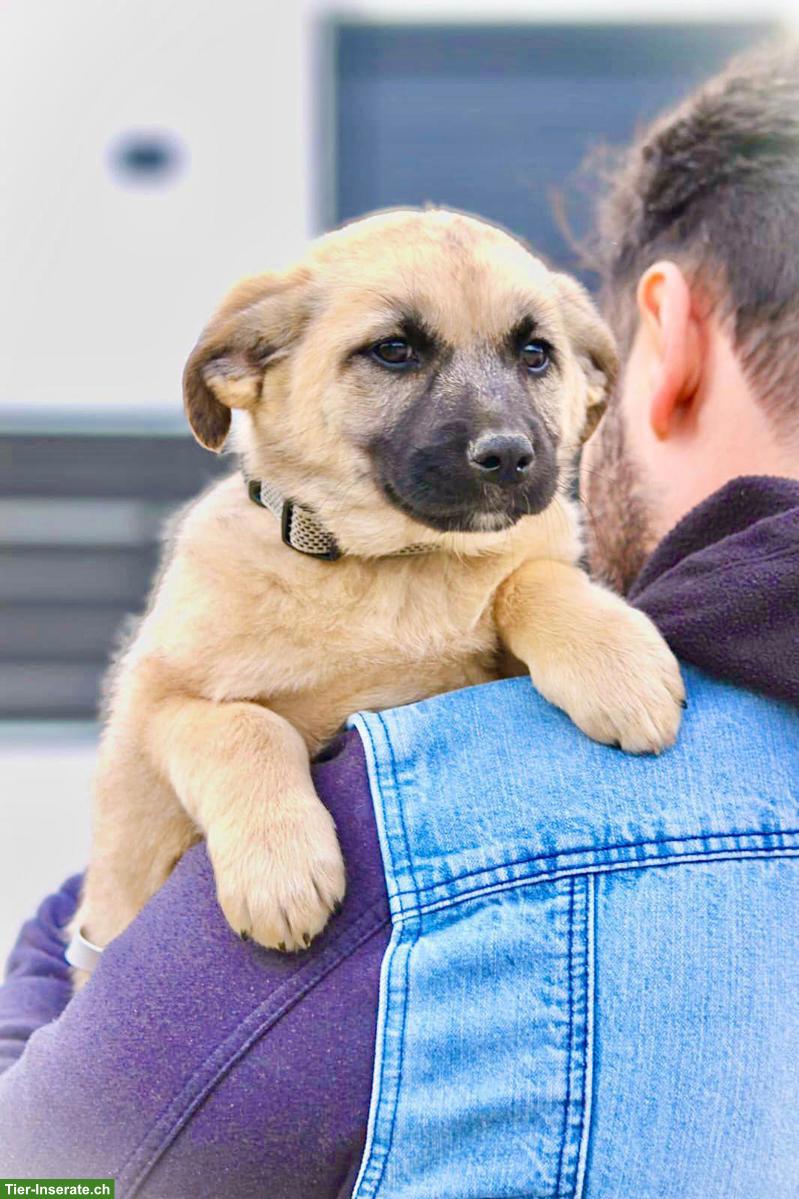 Bild 2: Mischlingshündin Emilia - lebensfroh, sanft, super lieb
