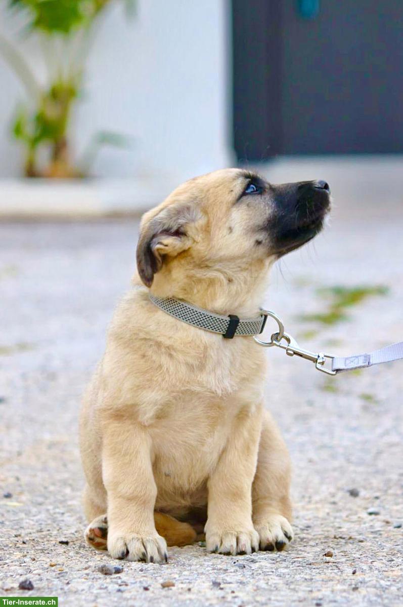 Bild 3: Mischlingshündin Emilia - lebensfroh, sanft, super lieb