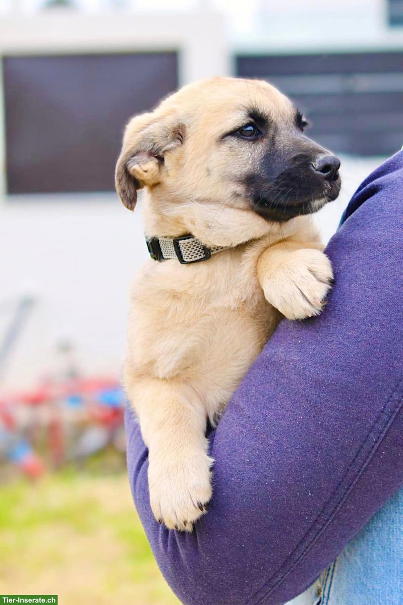 Bild 4: Mischlingshündin Emilia - lebensfroh, sanft, super lieb