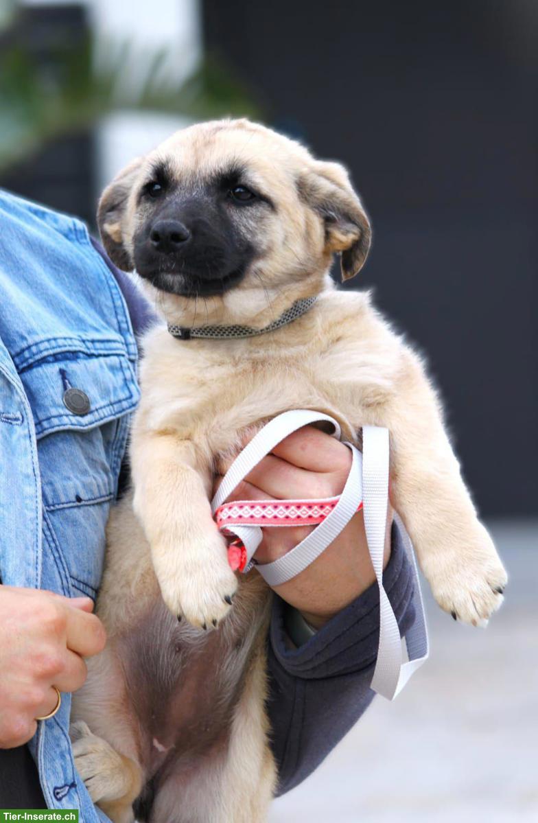 Bild 5: Mischlingshündin Emilia - lebensfroh, sanft, super lieb