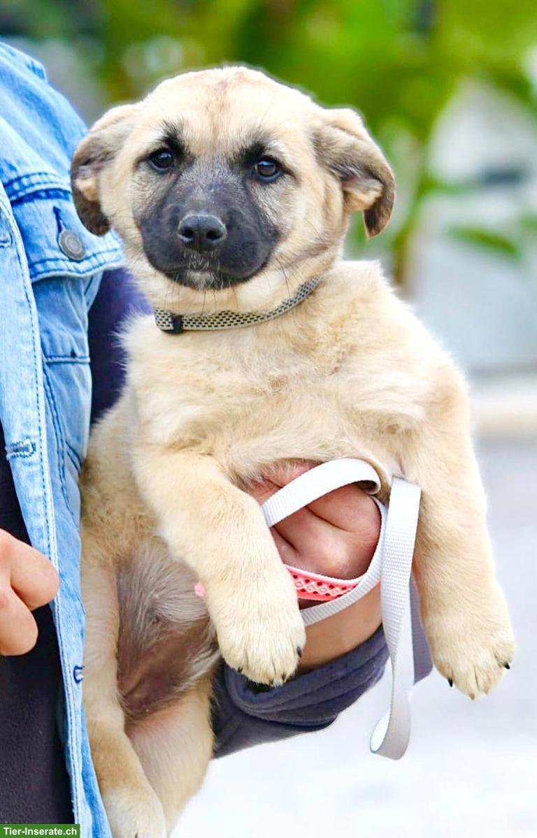 Bild 6: Mischlingshündin Emilia - lebensfroh, sanft, super lieb