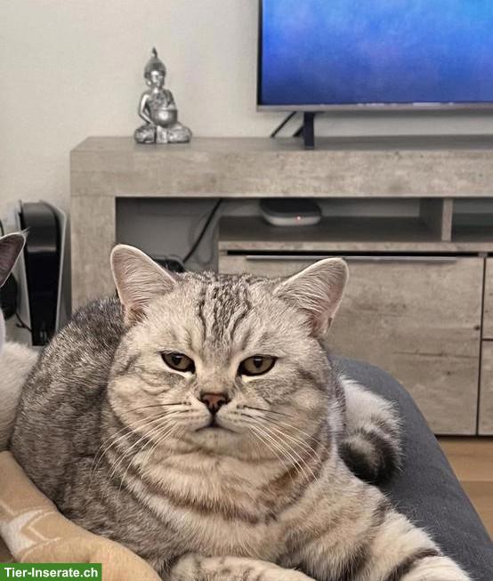 Reinrassiger BKH Deckkater ohne Stammbaum, erfahren & liebevoll