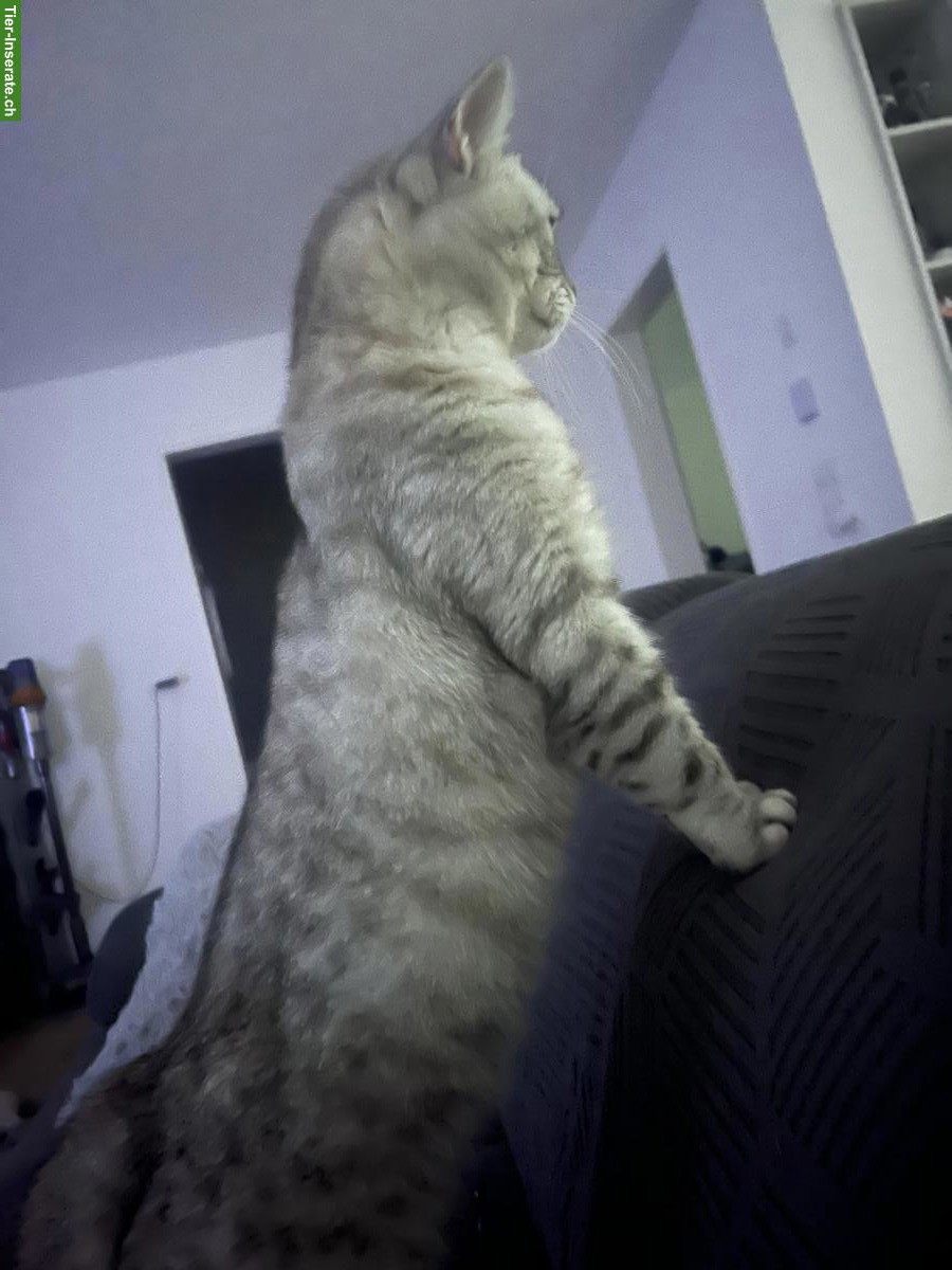 Bild 2: Reinrassiger BKH Deckkater ohne Stammbaum, erfahren & liebevoll