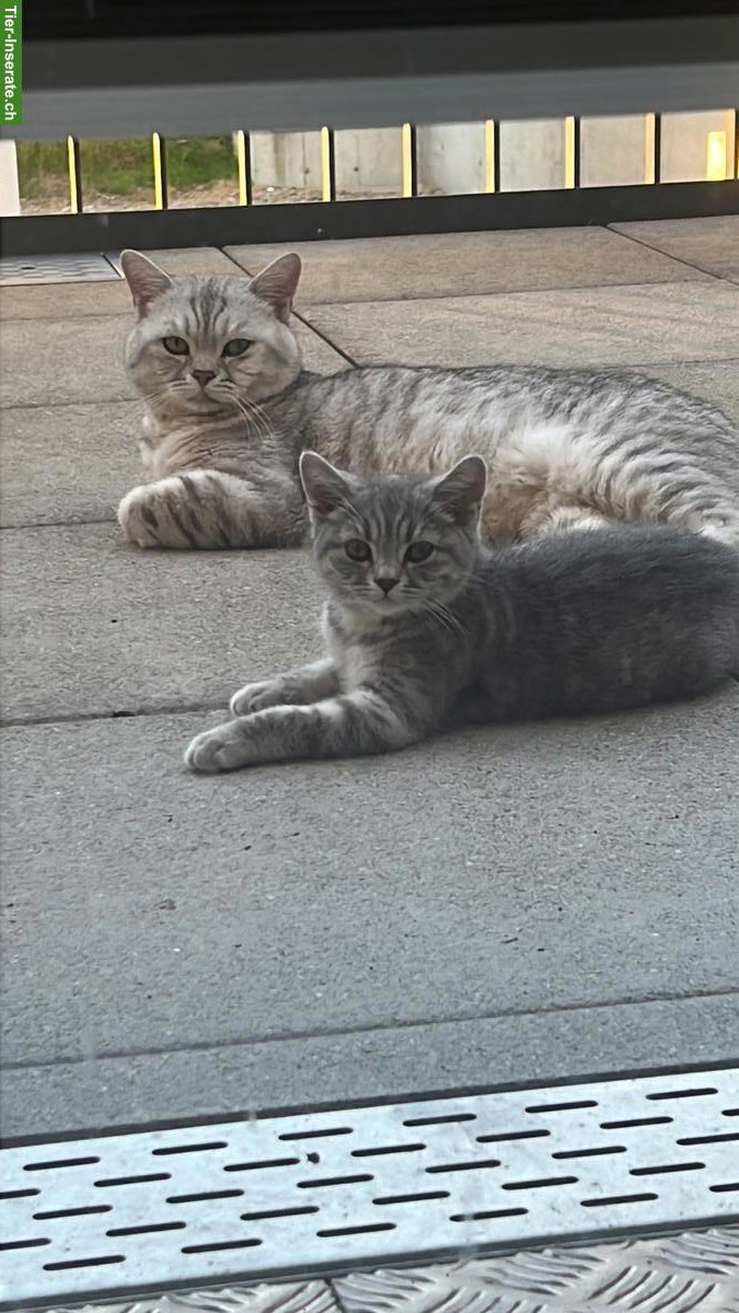 Bild 3: Reinrassiger BKH Deckkater ohne Stammbaum, erfahren & liebevoll