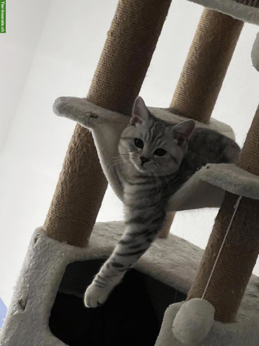 Bild 4: Reinrassiger BKH Deckkater ohne Stammbaum, erfahren & liebevoll