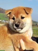 Reinrassige Shiba Inu Welpen 🐶 zu vergeben!