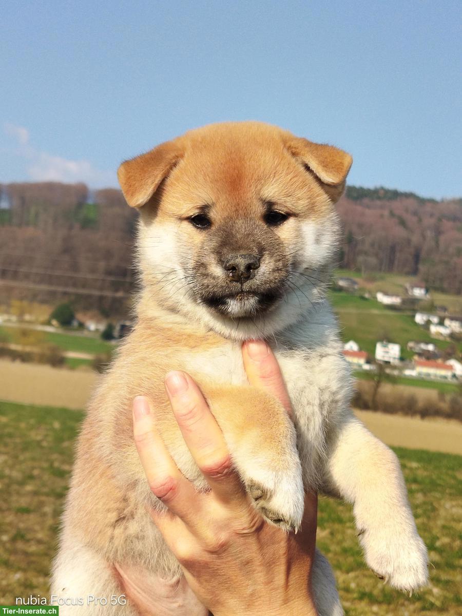 Bild 3: Reinrassige Shiba Inu Welpen 🐶 zu vergeben!