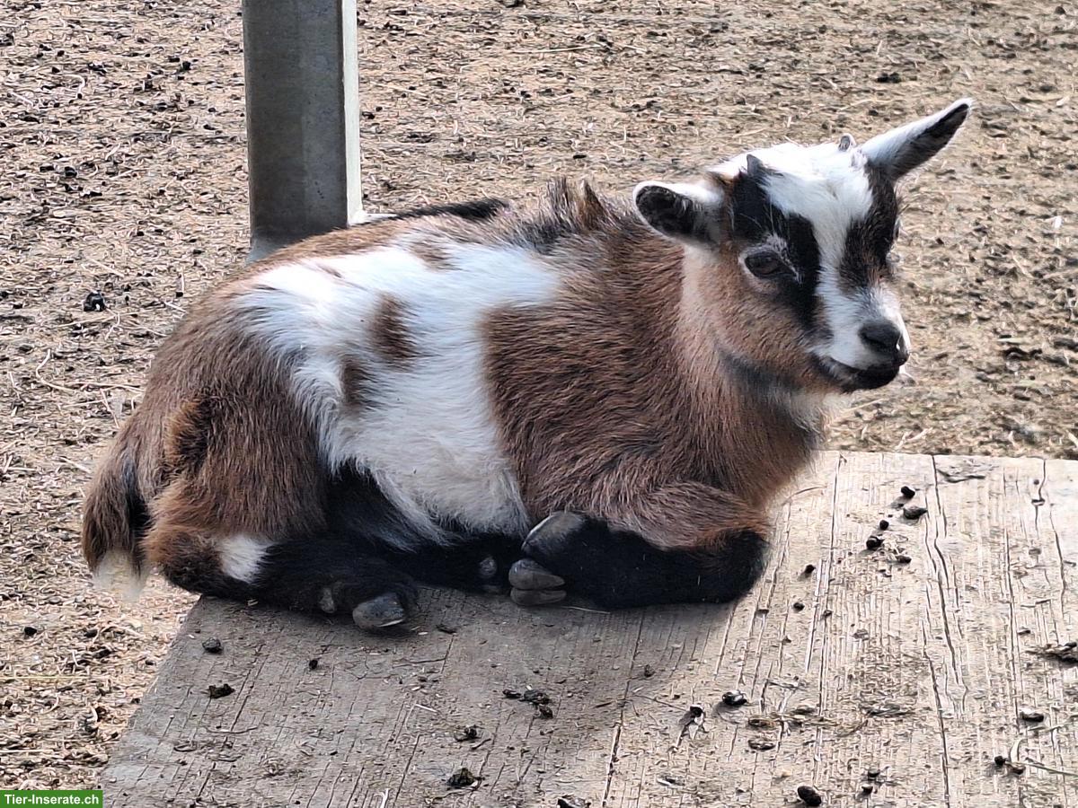 4 Zwergziegen Böcke (kastriert) zu verkaufen