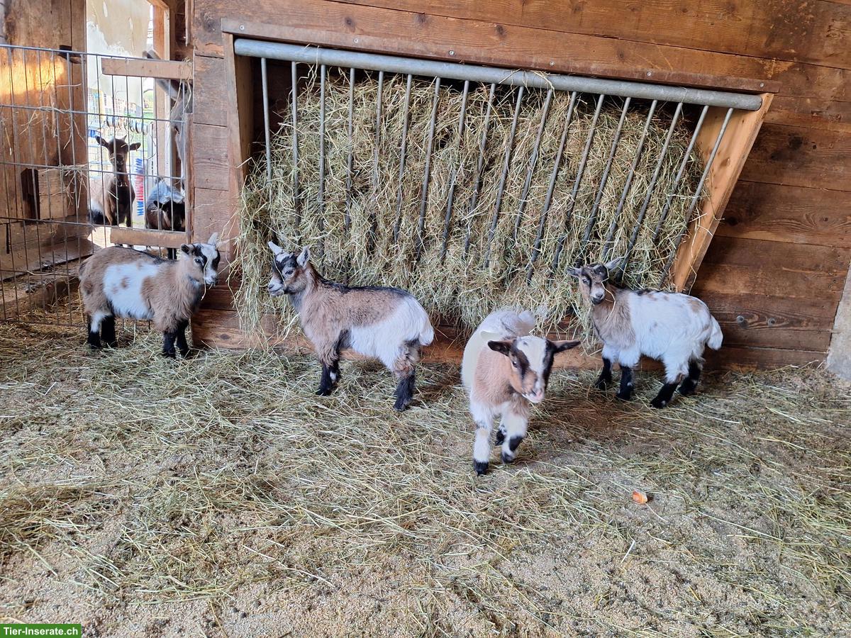 Bild 2: 4 Zwergziegen Böcke (kastriert) zu verkaufen