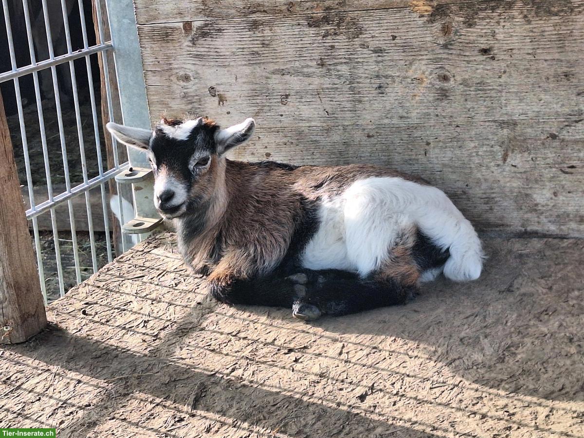 Bild 3: 4 Zwergziegen Böcke (kastriert) zu verkaufen