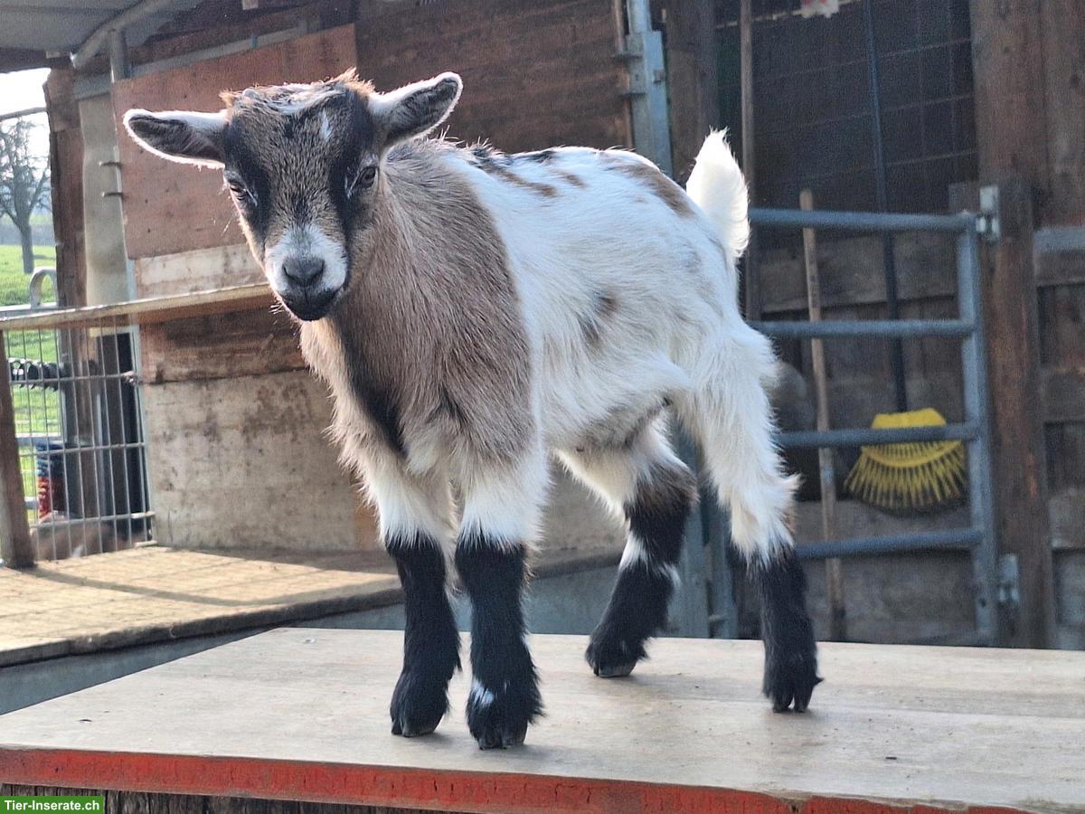 Bild 4: 4 Zwergziegen Böcke (kastriert) zu verkaufen