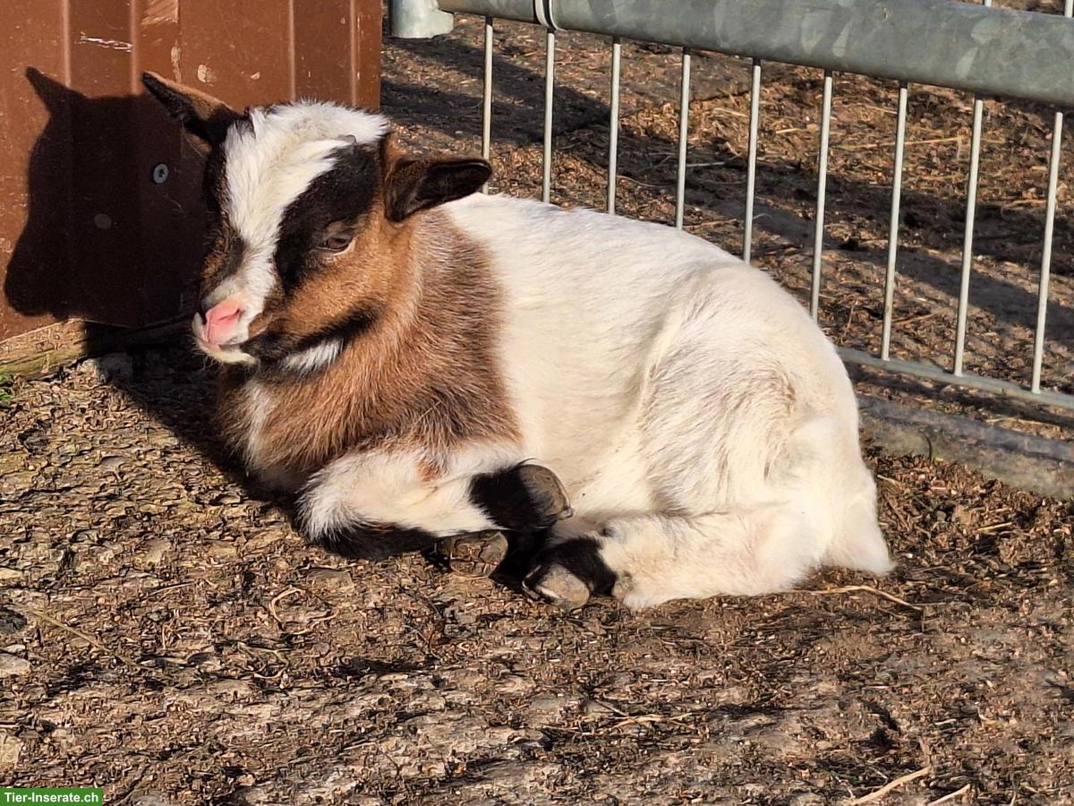 Bild 5: 4 Zwergziegen Böcke (kastriert) zu verkaufen