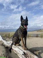 Deckrüde Deutscher Schäferhund, kräftig, gesund, sozialisiert