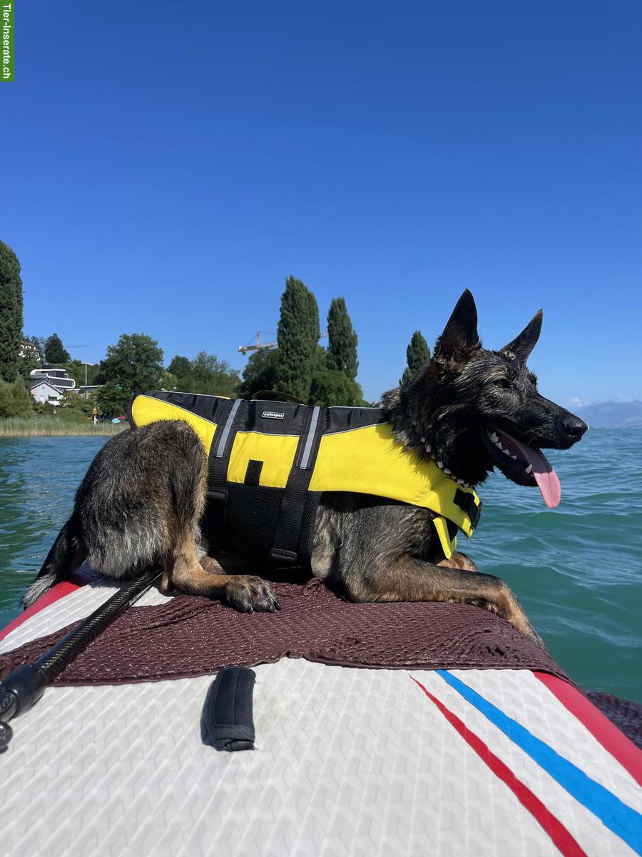 Bild 2: Deckrüde Deutscher Schäferhund, kräftig, gesund, sozialisiert