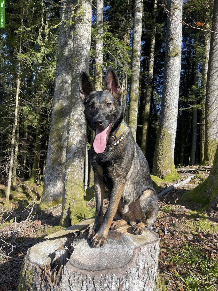 Bild 3: Deckrüde Deutscher Schäferhund, kräftig, gesund, sozialisiert