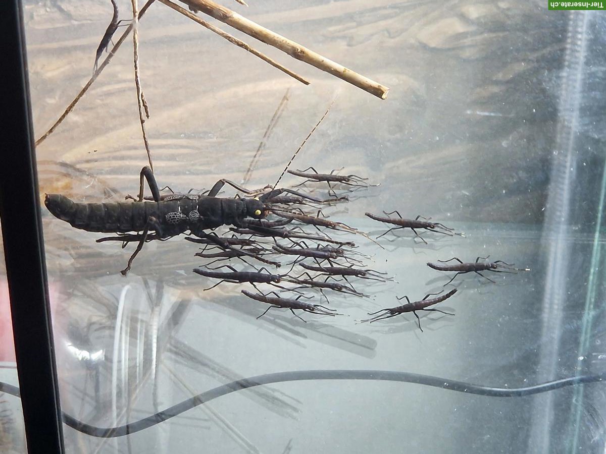 Samtschrecken (Peruphasma schultei)