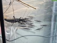 Samtschrecken (Peruphasma schultei)