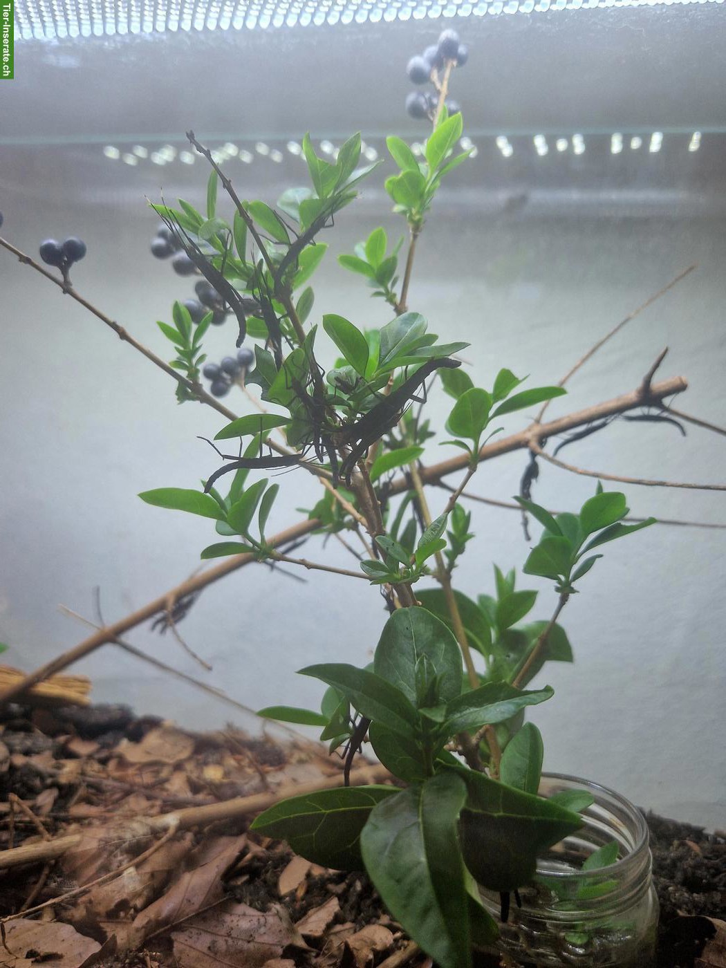 Bild 2: Samtschrecken (Peruphasma schultei)