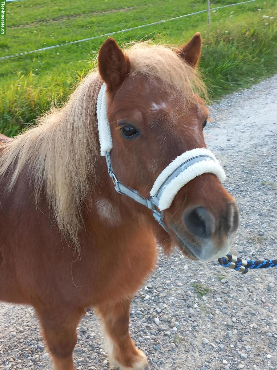 Shetty oder Pony gesucht
