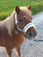 Shetty oder Pony gesucht