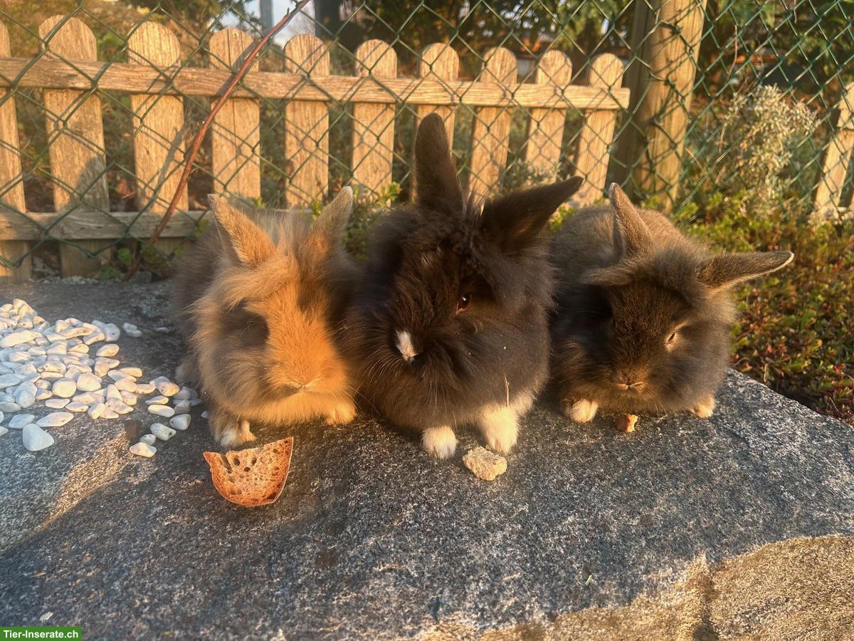 Junge Löwenkopf Zwergkaninchen suchen neues Zuhause
