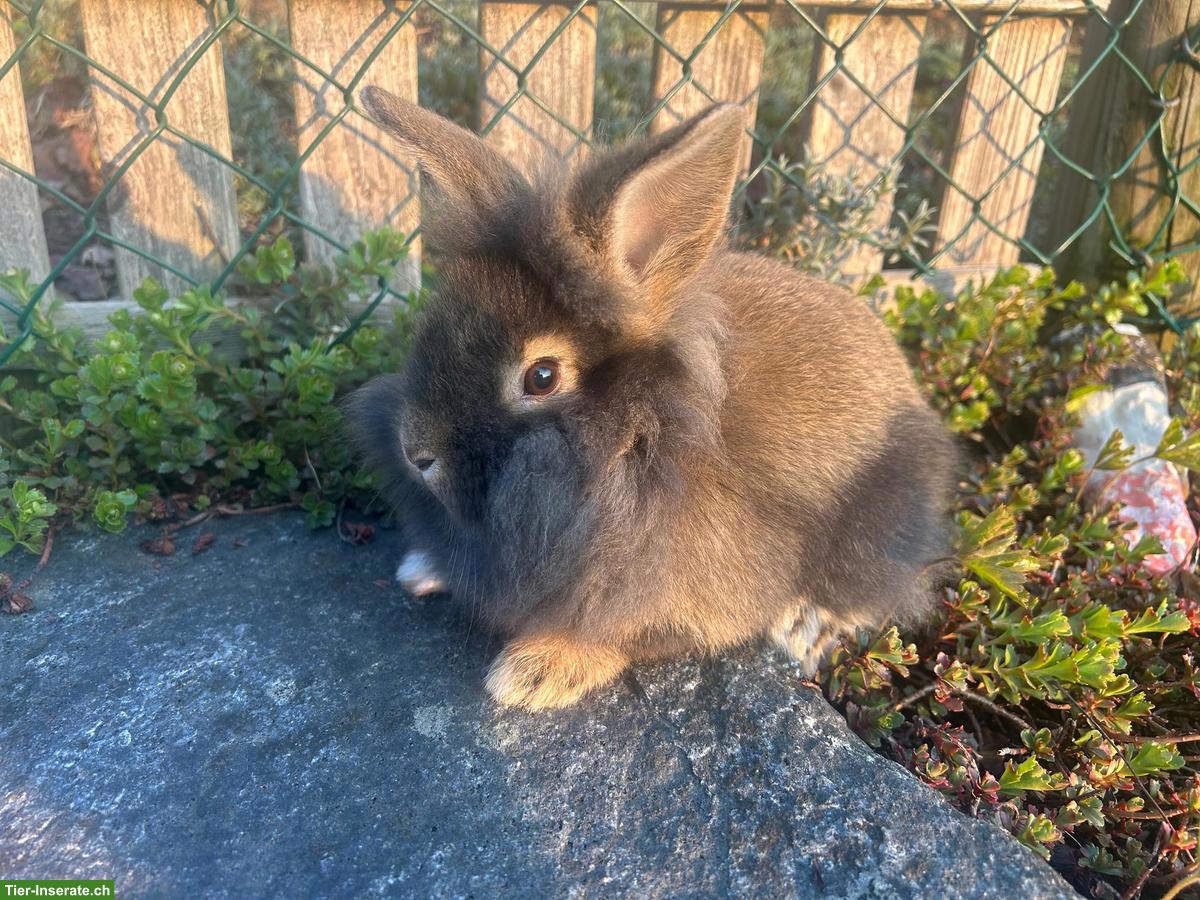 Bild 3: Junge Löwenkopf Zwergkaninchen suchen neues Zuhause