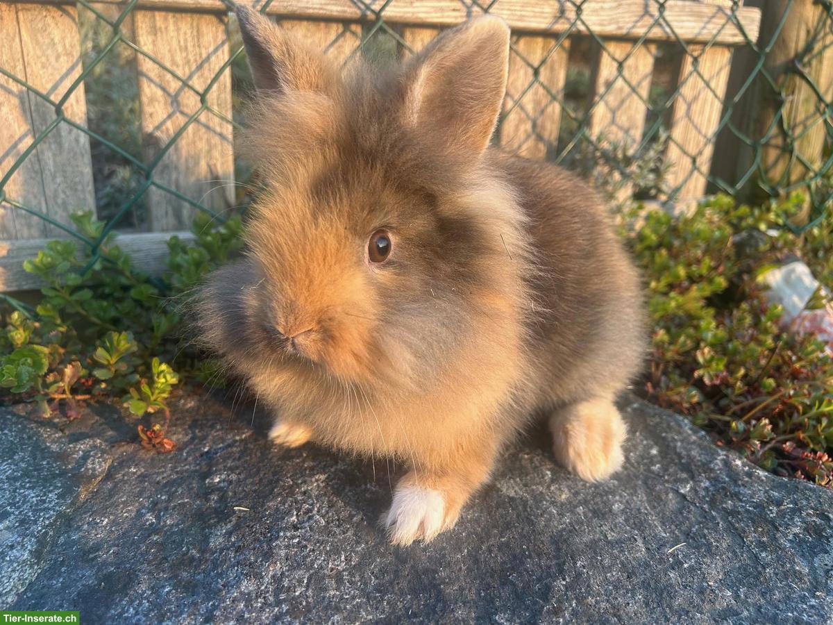 Bild 4: Junge Löwenkopf Zwergkaninchen suchen neues Zuhause
