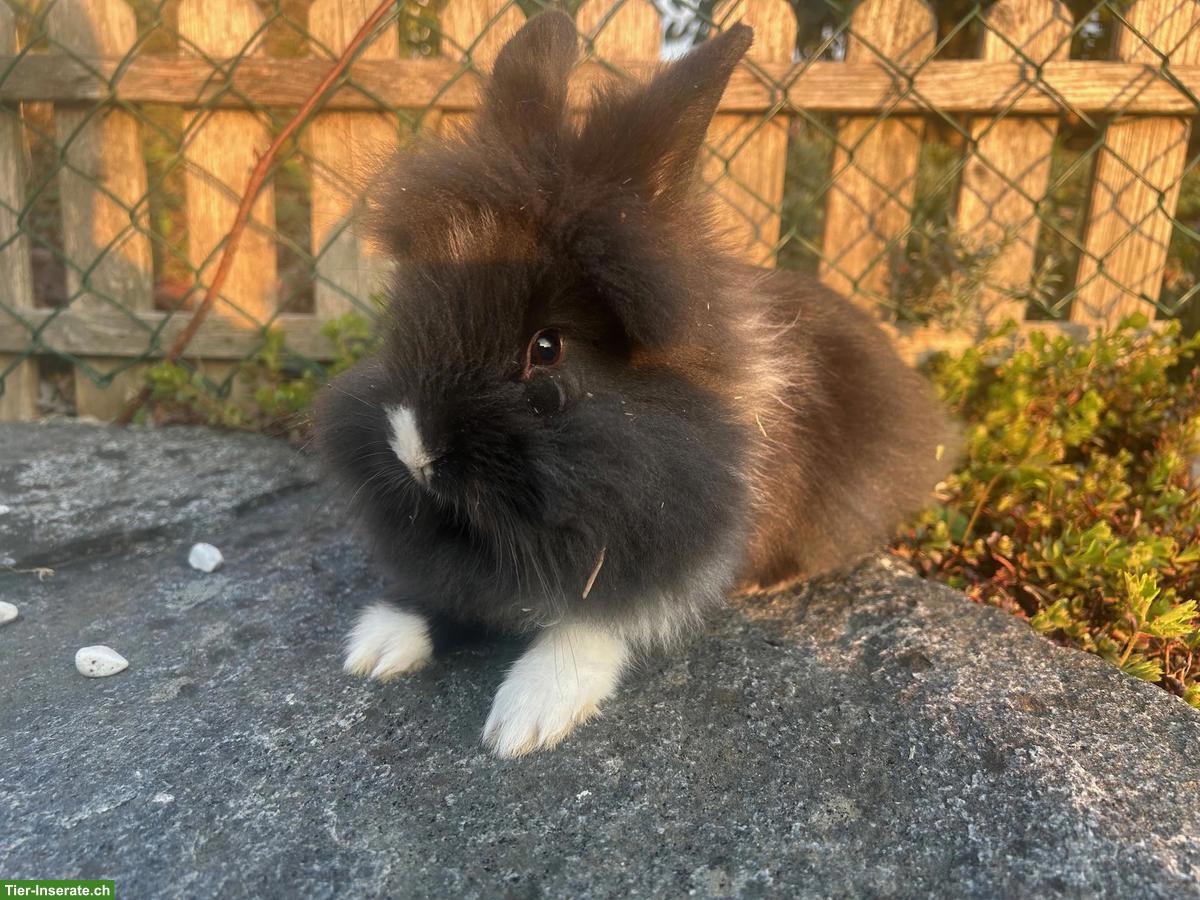 Bild 5: Junge Löwenkopf Zwergkaninchen suchen neues Zuhause