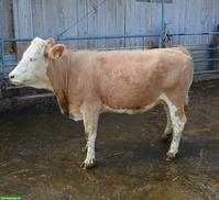 Junge Simmentaler Mutterkuh, trächtig