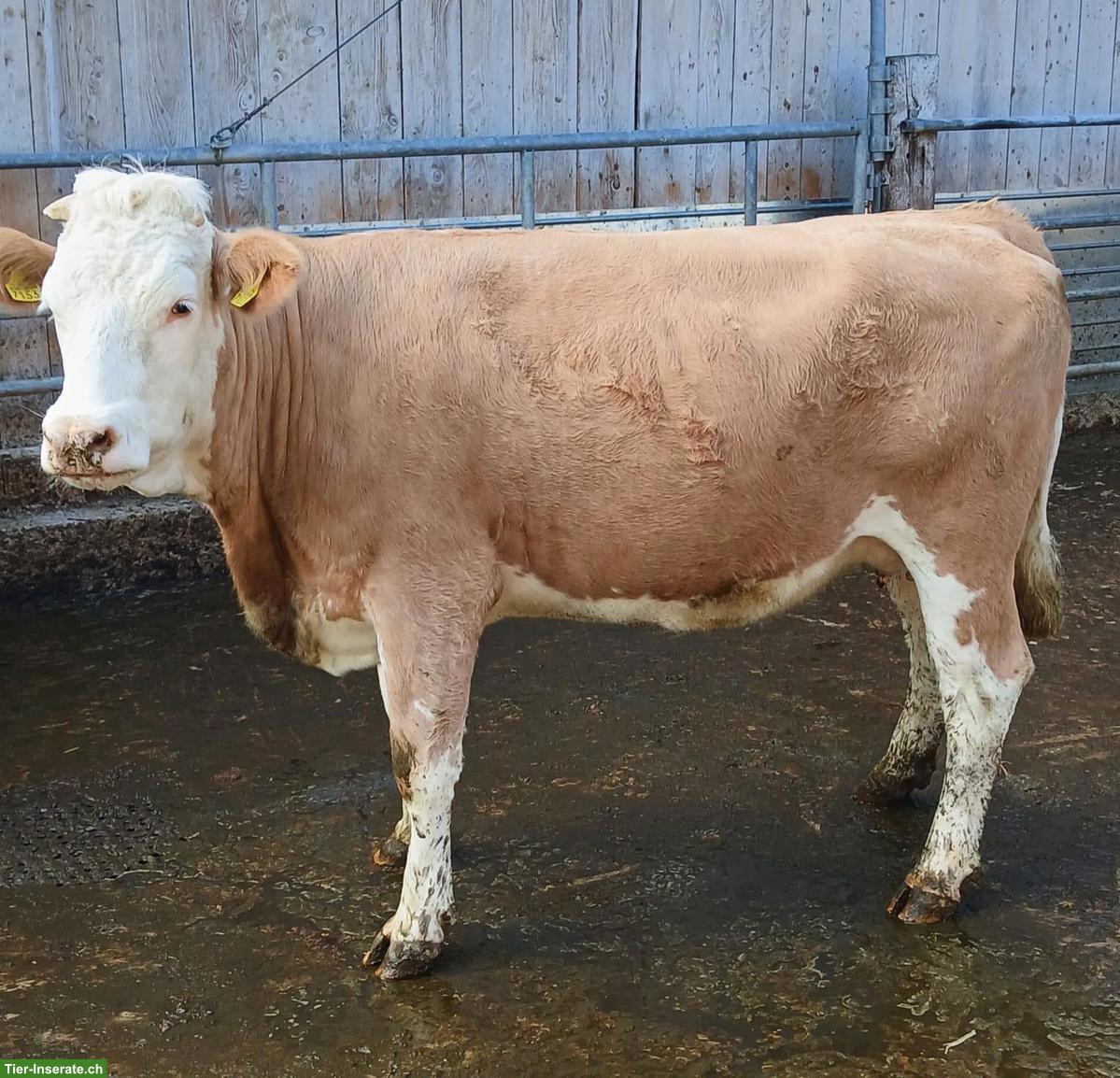 Bild 2: Junge Simmentaler Mutterkuh, trächtig