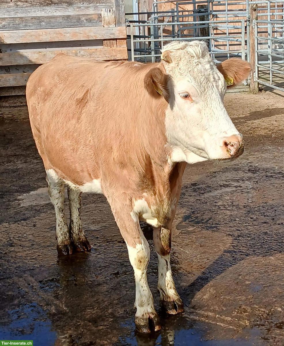 Bild 3: Junge Simmentaler Mutterkuh, trächtig