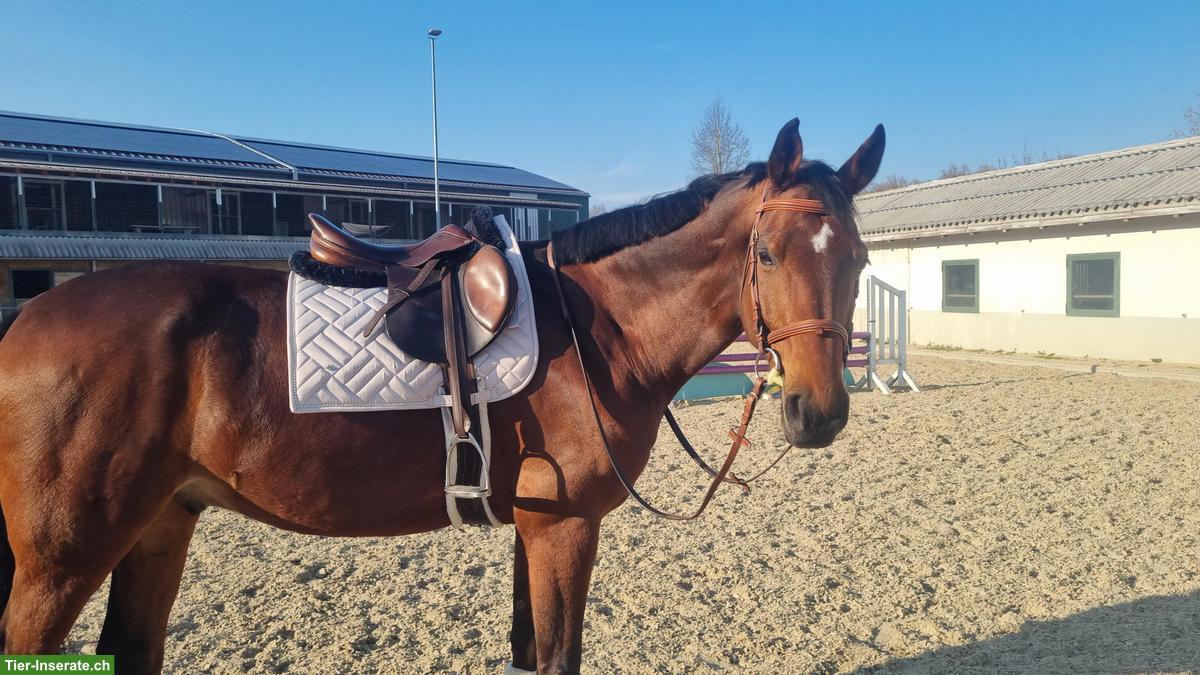 Bodenarbeits-/Longierbeteiligung in Dielsdorf ZH