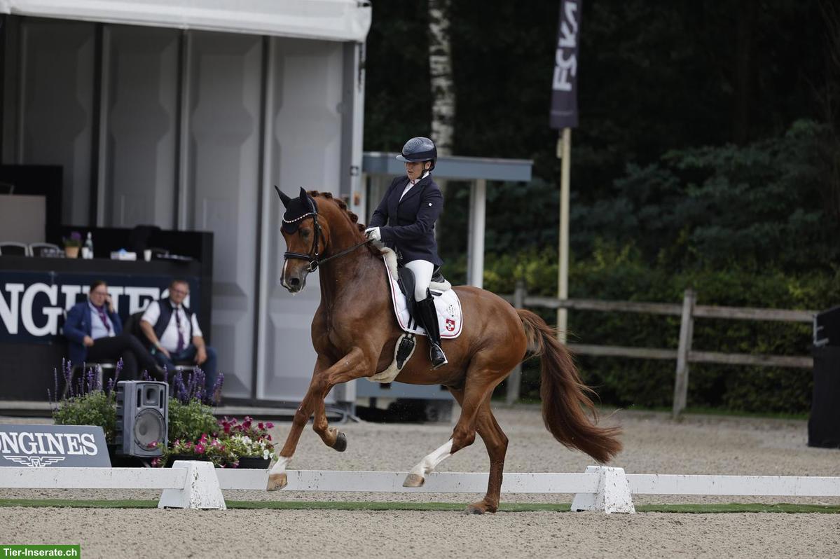 Anreiten und weitere Ausbildung von Pferden und Ponys