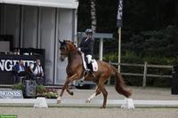 Anreiten und weitere Ausbildung von Pferden und Ponys