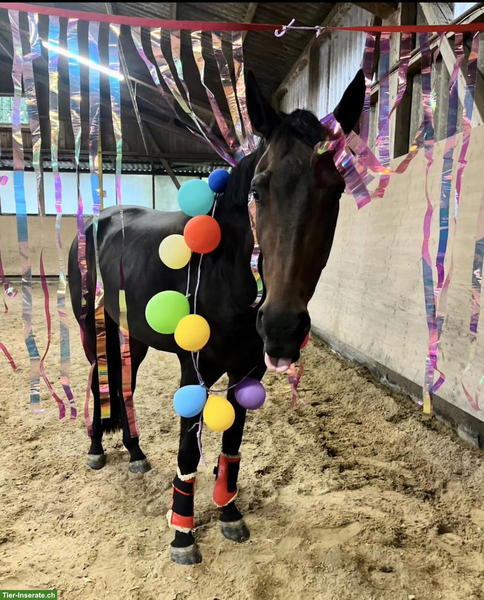 Bild 2: Anreiten und weitere Ausbildung von Pferden und Ponys