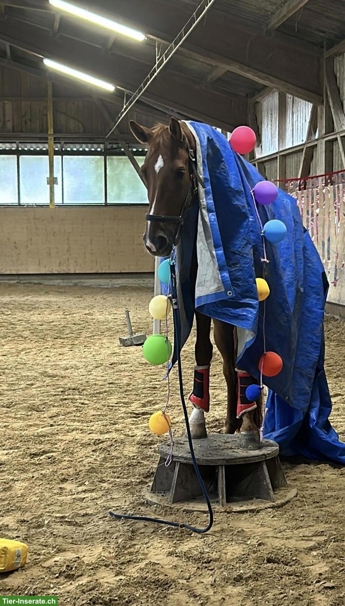 Bild 3: Anreiten und weitere Ausbildung von Pferden und Ponys