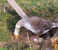 Westenglische Gans & Steinbacher Kampfgans zu verkaufen
