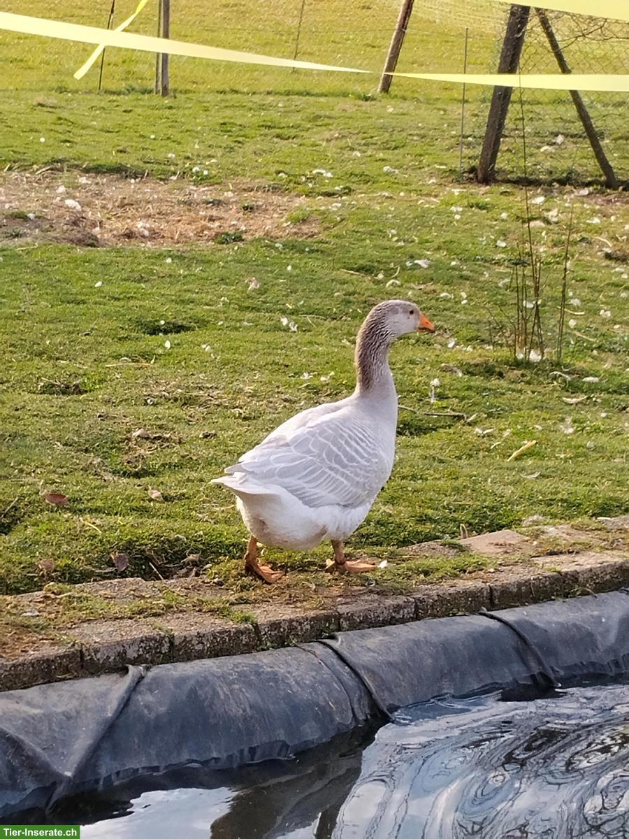 Bild 2: Westenglische Gans & Steinbacher Kampfgans zu verkaufen