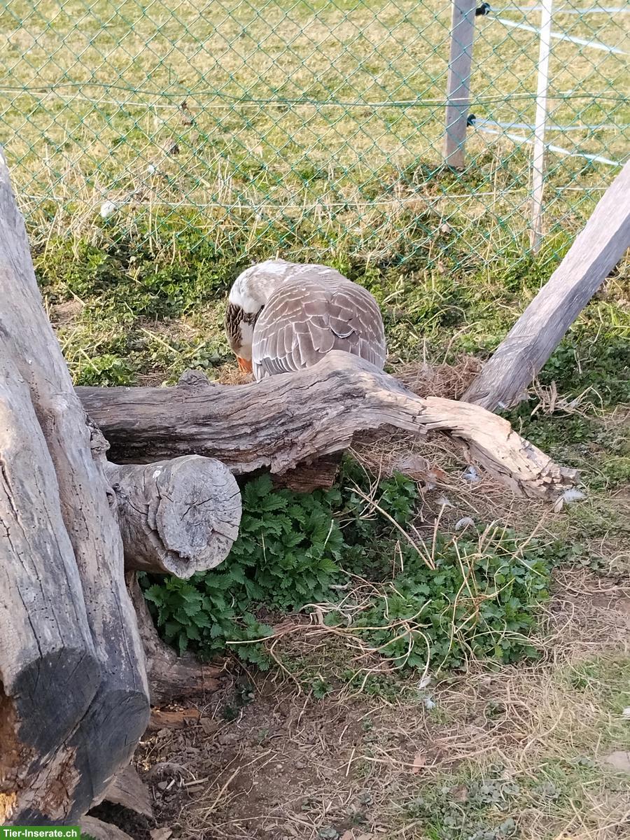 Bild 3: Westenglische Gans & Steinbacher Kampfgans zu verkaufen