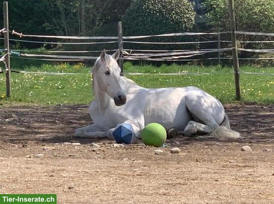 Bild 2: Reitbeteiligung für Andalusier Wallach in Regensdorf ZH