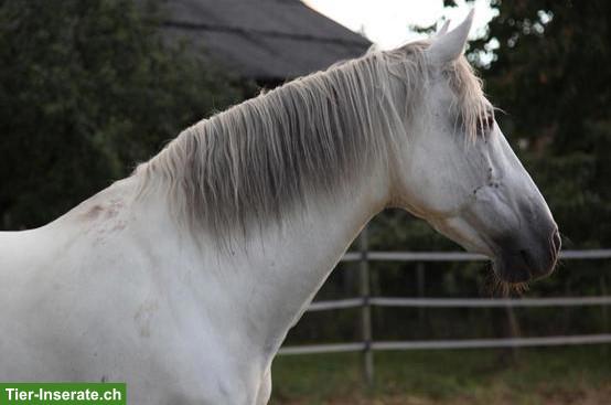 Bild 3: Reitbeteiligung für Andalusier Wallach in Regensdorf ZH