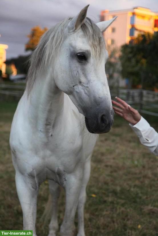 Bild 4: Reitbeteiligung für Andalusier Wallach in Regensdorf ZH