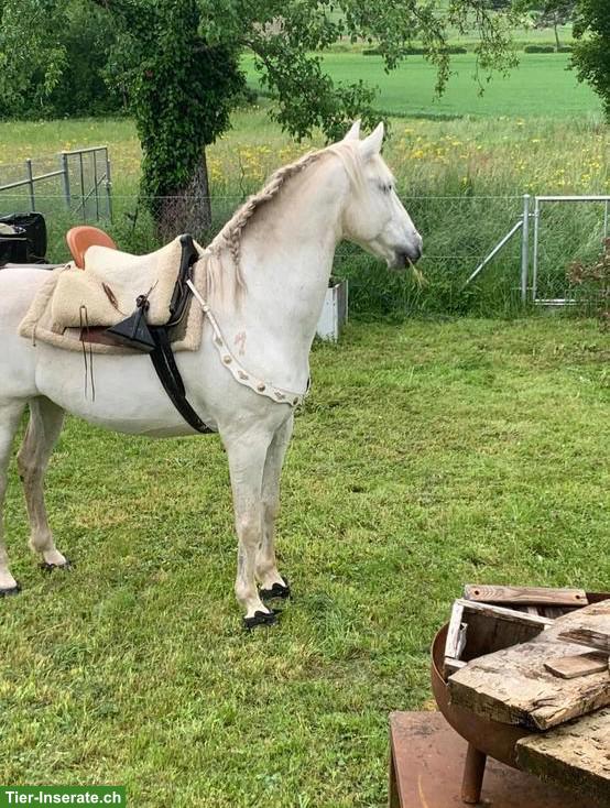 Bild 5: Reitbeteiligung für Andalusier Wallach in Regensdorf ZH