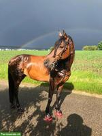 Reitbeteiligung in Regensdorf für Andalusier-Stute