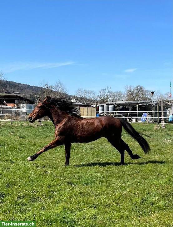 Bild 2: Reitbeteiligung in Regensdorf für Andalusier-Stute