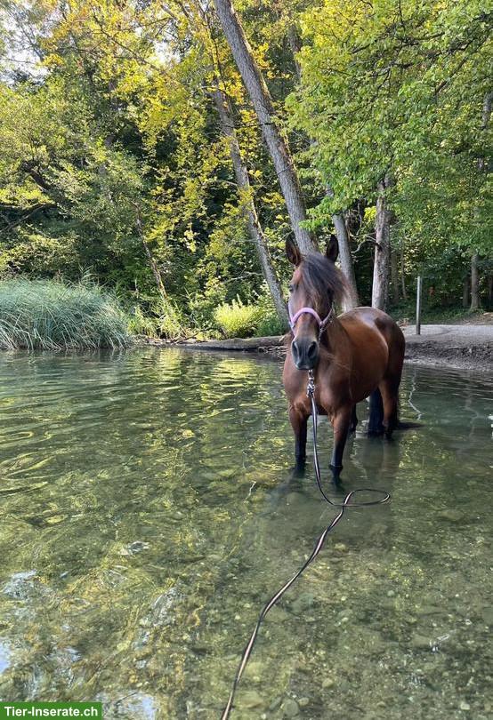Bild 3: Reitbeteiligung in Regensdorf für Andalusier-Stute
