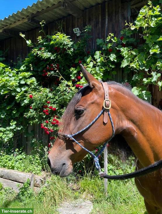 Bild 4: Reitbeteiligung in Regensdorf für Andalusier-Stute