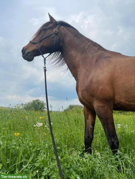 Bild 5: Reitbeteiligung in Regensdorf für Andalusier-Stute