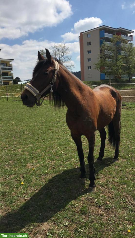 Bild 6: Reitbeteiligung in Regensdorf für Andalusier-Stute