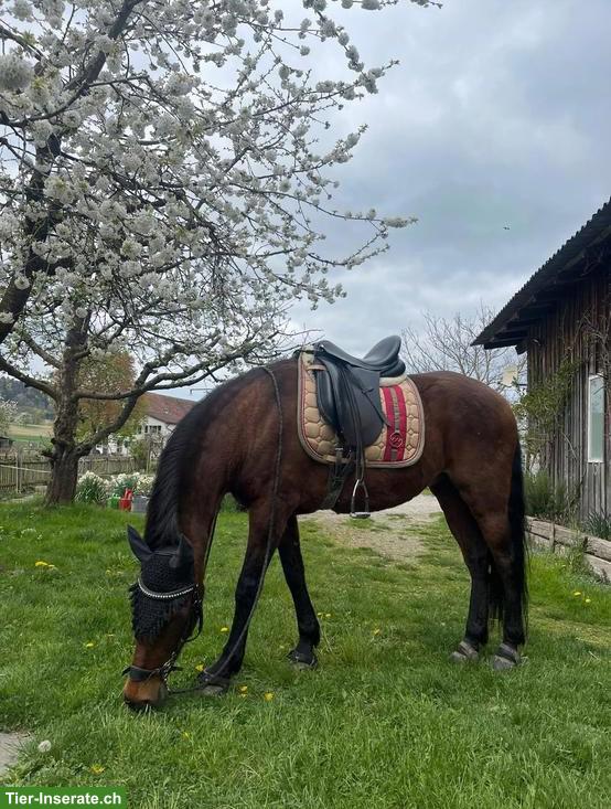 Bild 7: Reitbeteiligung in Regensdorf für Andalusier-Stute